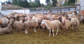 Bakıda qurbanlıq qoyunların kəsim və satış ünvanları - Siyahı