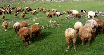 Heyvanlar arasında dəhşətli yoluxucu xəstəlik yayılıb - Açıqlama