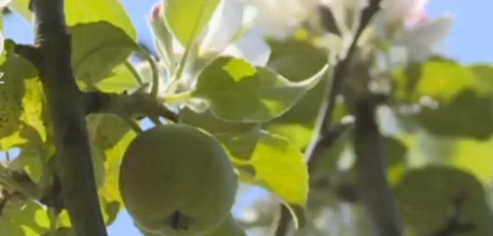 Azərbaycandakı bu qəribə ağac hamını mat qoyub - Video