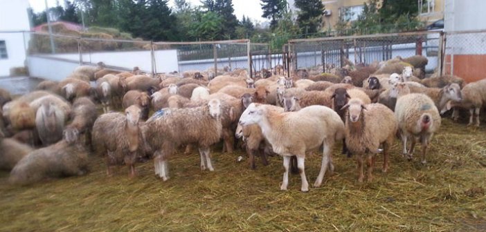 Bakıda qurbanlıq qoyunların kəsim və satış ünvanları - Siyahı