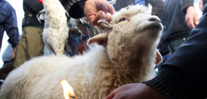 Qurbanlıq qoyunların satış yerindən Reportaj