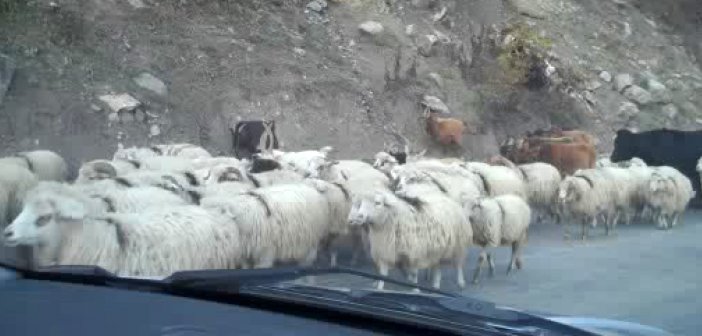 Avtobus qoyun sürüsünü basdı - Xeyli heyvan tələf oldu