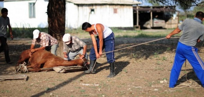 At ətini ən çox hansı ölkəyə satacağıq? - Açıqlama